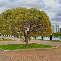 Дерево :: Елена Громова