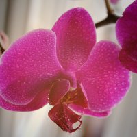 Орхидея :: Александр Верзилов