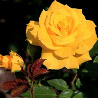 Желтая роза. :: Татьяна Беляева