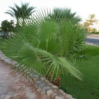 Волосатая пальма (Египет, территория отеля) :: Ирина Палий