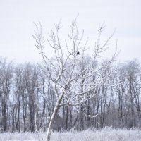 И один в поле воин :: IVAN VERTIY