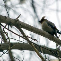 Bombycilla garrulus :: Андрей Верясов