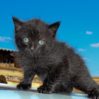 Чёрный кот :: Наталья Железко