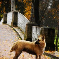 Осенний. :: Дарья Даркина