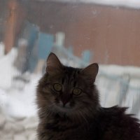 Сидела кошка у окошка. :: Анастасия Ковалева
