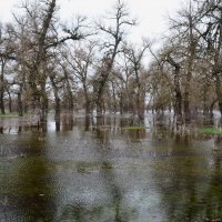 Большая вода на Днепре. :: Александр Лонский