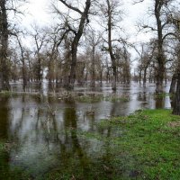 Большая вода на Днепре. :: Александр Лонский