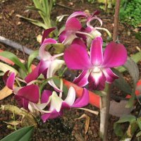 Орхидея :: susanna vasershtein
