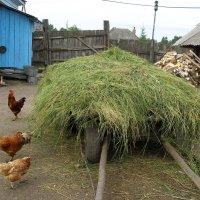 Эпизод из деревенской жизни :: Владимир Анакин