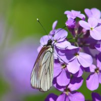 Buterfly relax :: Наталья Плотникова