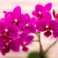 Орхидея :: Михаил Афанасьев