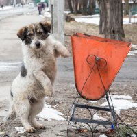 Пес :: Павел Гасс