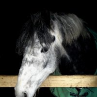 Портрет коня. :: Юлия Иванова (Константинова)