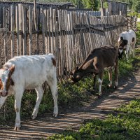 Летний зной :: Анатолий 