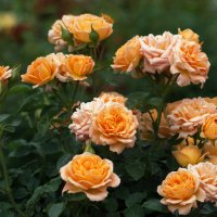 желтые розы :: olgert6969 