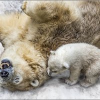 Полярные медведи :: Nn semonov_nn