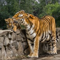 Тигры :: Nn semonov_nn