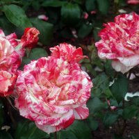 «Как жаль, что розы отцветают!..» :: Galina Dzubina