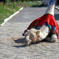 Фотосессия :: Александр Грищенко