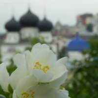 Цветы и купола :: Дмитрий 