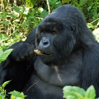 Горная горилла (Руанда) :: Гаврилова Светлана 