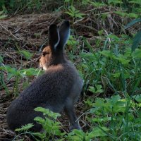 Утренний заяц :: Валерий Чепкасов