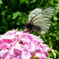 Бабочка :: Радмир Арсеньев