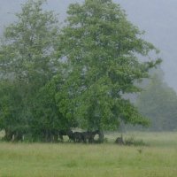 Ливень в Хамышках... :: Юлия Бабитко