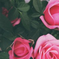 roses :: Василиса Керн