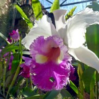 Орхидея. :: Чария Зоя 