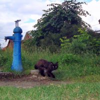 я водяной... :: Галина Флора