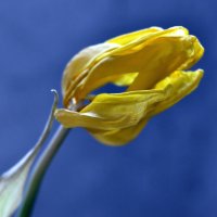 ...жёлтый тюльпан... :: Ольга Нарышкова