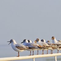 Чайки. Куршская коса. :: Юрий Воронов