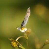 Бабочка :: Елена Неведицына