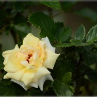 Белая роза :: AlisaBeks 