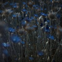 синие цветы :: Ольга сташевски
