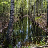 Лесное зеркало :: Светлана Шишова