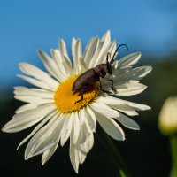 Цветок и жук :: Андрей Зайцев