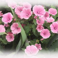 Лаватера розовая... :: Тамара (st.tamara)