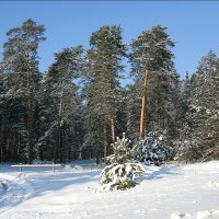 Зимний лес :: Полыгалин Александр 