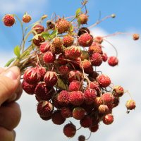 В лес за ягодой :: leoligra 