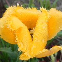 Махровый тюльпан :: Агриппина 