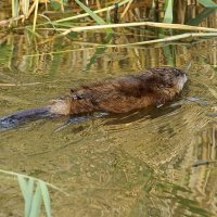 Водяная крыса - ондатра :: Галина Мухина