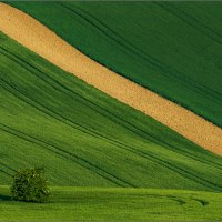 Бархат полей :: Инга Кондрашова 