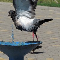фонтан и голуби :: Александр Корчемный