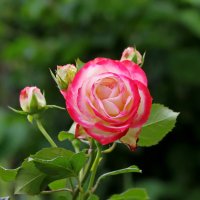 Нежность розы. :: Маргарита ( Марта ) Дрожжина