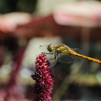 Dragonfly :: Ольга Круковская