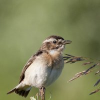 Чекан-эквилибрист :: Марина Грушина