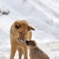 Мам, чё правда весны не будет?))) :: PANDA BLACK & WHITE