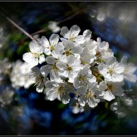 Весна Цветёт :: Андрей Миткевич